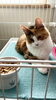 マオちゃん「8月ホテルご利用お客様②【⠀札幌市 北区 catbeard キャットビヤード】」