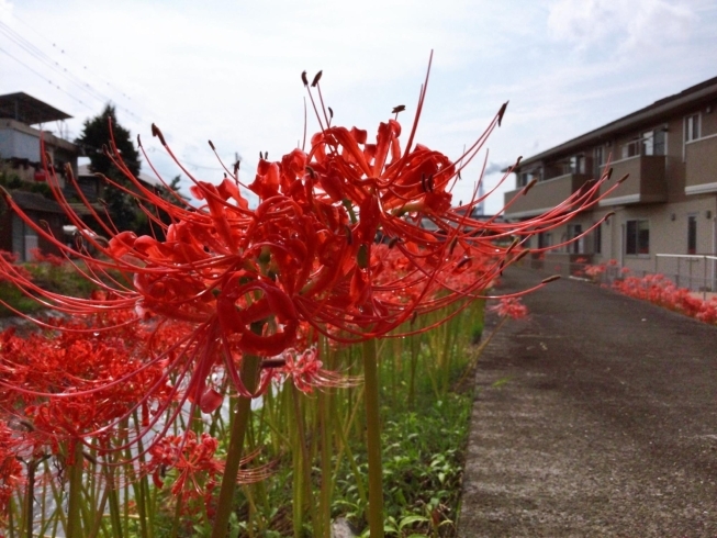 アップ「満開　彼岸花」