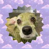 「Dog salon mofu mofu　余市町」