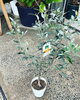 巨大ソテツ・オリーブ入荷‼️【観葉植物専門店 福島市】 | Green Feel