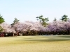 高岡古城公園 [高岡 桜・お花見特集] | 高岡 桜・お花見特集