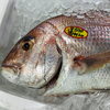 「魚魚市場鮮魚コーナー「イサキ・イシダイ」です♪」