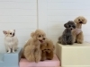 嬉しそうに飛びだす桃ちゃん　元気いっぱいシニアさん　笑「ましゅまろ幼稚園🐾」