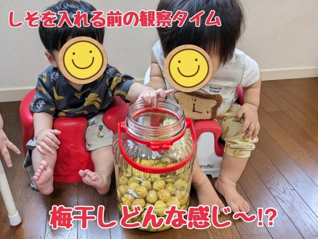 僕たちもしっかり観察してから参加♪「手作り梅干し！しそを入れたよ！【宮崎市　保育園　認可外保育園　食育　小規模保育園】」