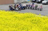 3月３０日、避難訓練、避難先の菜の花に皆さん笑顔に「桜や菜の花に囲まれると、地域の人々の愛の深さを感じます。ありがとうございます。」