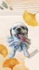 「Dog salon mofu mofu　余市町」