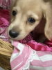 ミニチュアダックス「ミニチュアダックス　仔犬デビュー」
