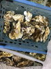 「魚魚市場鮮魚コーナーおすすめは「カレイ」です♪」