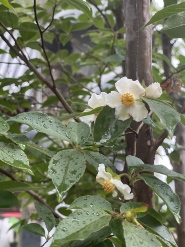 沙羅双樹とお大師様と「沙羅双樹の花が咲いて参りました（葛城市近鉄新庄駅すぐ　葛城山ふもと）」