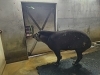 簡易シャワー(3月18日)「ムーンの復活を願って！！」