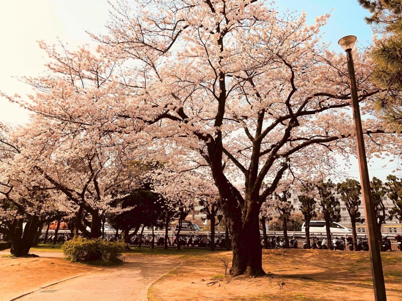 津田沼一丁目公園 習志野市 お花見するならここ 千葉 船橋 市川 習志野の 桜 特集 21年 まいぷれ 習志野市