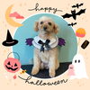 「Dog salon mofu mofu　余市町」