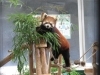 臨時休園中のレッサーパンダ 愛媛県立とべ動物園のニュース まいぷれ 松山 伊予 東温 松前 砥部 臨時休園中のレッサーパンダ 愛媛県立とべ動物園のニュース まいぷれ 松山 伊予 東温 松前 砥部