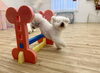 ぱんちゃんオヤツ見ながらジャンプ😁「ましゅまろ幼稚園🐾パート2」