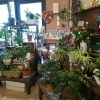 「観葉植物値下げしました」