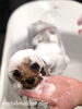れん太くんパック中〜「秋のオプションキャンペーン　(^-^)」