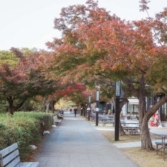 【2023年】名古屋でも紅葉が楽しめる！秋におすすめのお出かけ・観光スポットまとめ★