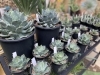 小さいサボテンからレアな多肉植物が人気です 福島市 観葉植物専門店 Green Feelのニュース まいぷれ 福島市