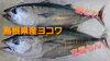 【定置もん】【朝どれ】【島根県産ヨコワ】「○本日のお刺身【定置もん！島根県産白イカ】【定置もん！朝どれ！島根県産ヨコワ】」