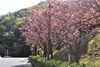 「～本日のヤエ桜情報～」
