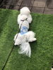 お散歩後。  福くん芝生の上が大好きです「おはようございます （╹◡╹）」