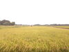 広大な自社の田んぼを稲刈り機で刈っていきます「稲刈りのご報告🌾」