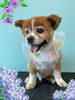 「Dog salon mofu mofu　余市町」