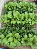 葉物の成長「ドンの野菜づくり近況レポート」
