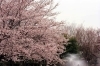 ふなばしアンデルセン公園 船橋市 お花見するならここ 千葉 船橋 市川 習志野の 桜 特集 21年 まいぷれ 船橋市