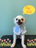 「Dog salon mofu mofu 余市町」