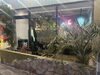 沖縄を彷彿とさせる立派な植物！！「夜営業元気にOPENしました^_^」