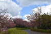八重桜「八重桜が見頃に近づいてきました」