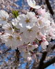 2024年の桜の中で一番お気に入りの写真です「〜6月お得エステ(その他)〜」