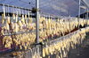 寒干し大根「「寒干し大根」順調に乾燥してます！」