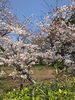 「西条市加茂川の桜」