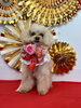ちゃまめちゃん「Happy New Year」