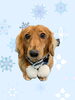 「Dog salon mofu mofu　余市町」