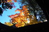 「生島足島神社の紅葉」