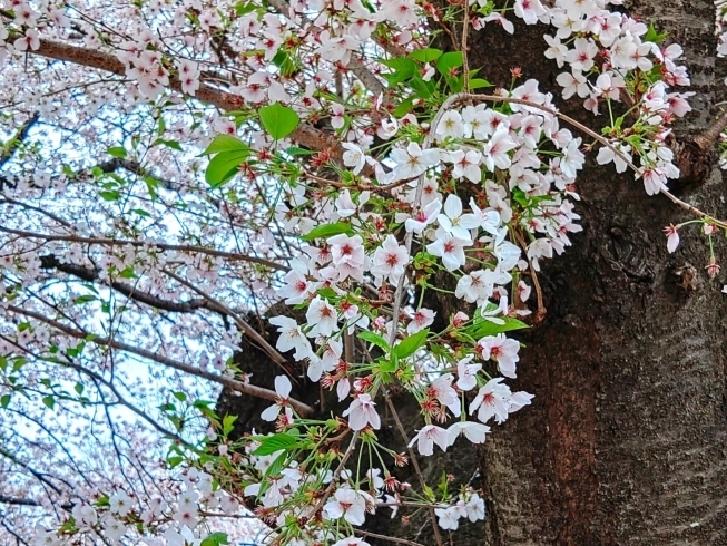 市役所裏の桜。桜の絨毯もありました。「しろいのサクラ🌸なう！「パート5」」