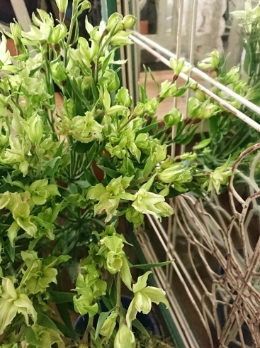 アルストロメリア グリーンモジャ「今日もジメジメした空気を払ってくれる ステキなgreenの切花をご紹介します」