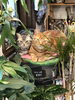 「まめ猫の家｜おしゃれに楽しむ花と雑貨、癒しの看板猫もお出迎え」