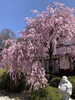 「🌸真福寺の桜、ただいま見ごろ！」