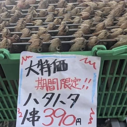 スッポンに噛まれるとは雷がなるまで離さない 株式会社 橘商店のニュース まいぷれ 京丹後市 宮津市 与謝野町 伊根町 スッポンに噛まれるとは雷がなるまで離さない 株式会社 橘商店のニュース まいぷれ 京丹後市 宮津市 与謝野町 伊根町