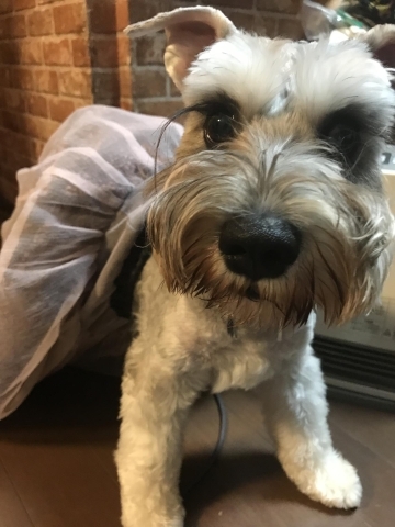 スカートはいてみました うちの子かわいい ペット自慢写真館 まいぷれ 大阪市福島区 スカートはいてみました うちの子かわいい ペット自慢写真館 まいぷれ 大阪市福島区