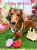 ダックス　カット「🐶ビション、トイプードル、ダックス、トリミングのお友達🍓」