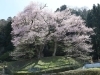 吉良のエドヒガン桜