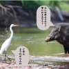 あっさりソースの安定感！みなみの猪イノメバーガーです。 | おかやま 