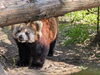 宮崎フェニックス動物園のレッサーパンダ リコちゃん「動物園への支援活動」