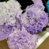 パープルカーネーション「【はなやホック皆生店】かわいい切り花」