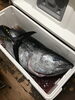 「天然黒マグロが又来ました‼️」